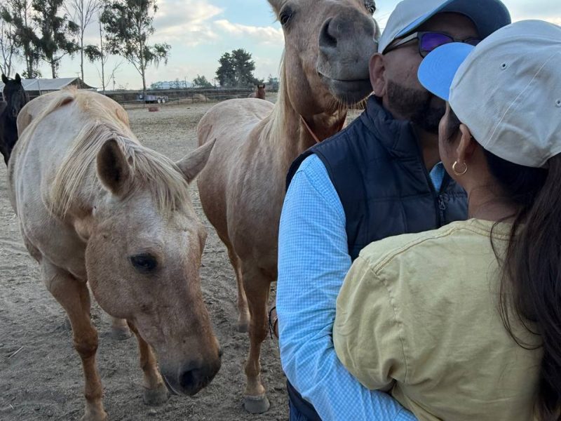 Coaching con caballo en pareja